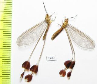 Neuroptera,  Nemopteridae,  Lertha Extensa,  Pair,  Armenia