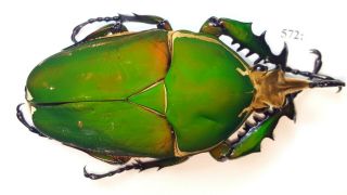 Cetonidae Mecynorrhina Torquata Inmaculicollis 83mm Male From Camerun 572
