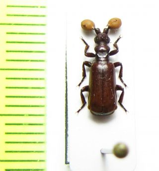 Carabidae,  Paussinae,  Paussus Sphaerocerus,  Central Africa Rep.