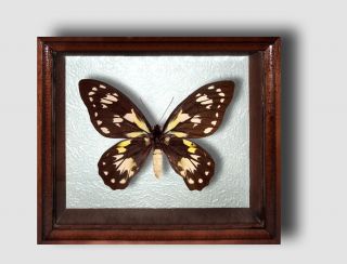 Ornithoptera Victoriae Female In The Frame Of Expensive Breed Of Real Wood.  Rare