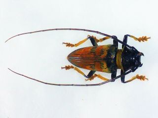 Pseudolemur Rufozonata Male Cerambycidae Sao Tome Rare And Endemic