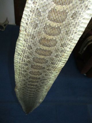 Rattlesnake Skin Prairie Rattle Snake Hide Dry Tanned Wrap Pen Blanks 43 In C6
