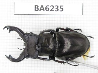 Beetle.  Lucanus Langi.  Tibet,  Motuo County.  1m.  Ba6235.