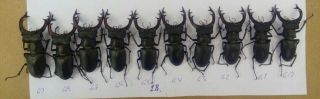 Coleoptera Lucanidae Lucanus Cervus A1/ 10 Piece/60 - 69 Mm / Ukraina