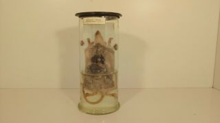 Vintage Rat Wet Specimen Oddities Taxidermy Mummified