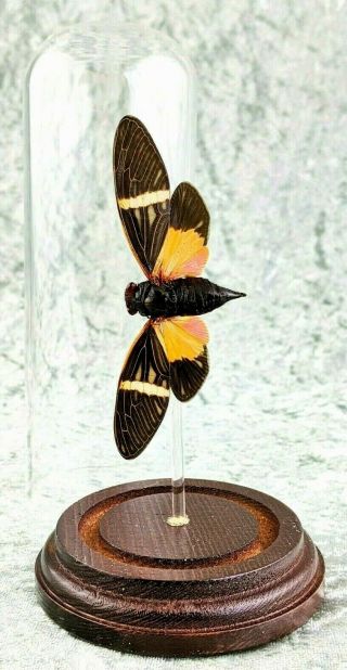 G70 Entomology Taxidermy Locust Cicada Tosena Paviei Dome Display Insect Bug