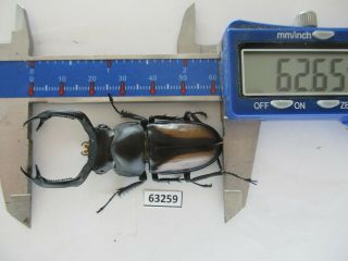63259 Unmouted Insects: Lucanidae,  Rhaetulus Crenatus.  Vietnam N.  62mm