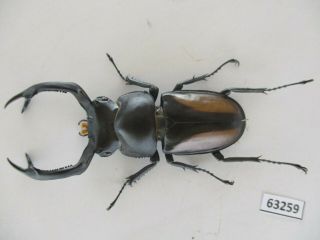63259 Unmouted insects: Lucanidae,  Rhaetulus crenatus.  Vietnam N.  62mm 2