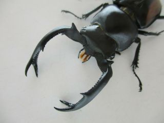63259 Unmouted insects: Lucanidae,  Rhaetulus crenatus.  Vietnam N.  62mm 3