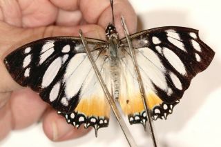 Nymphalidae Charaxes Lydiae Very Rare From Cameroon