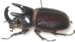 Dynastidae Scapanes Australis Grossepunctatus Pair A1 Male 58mm (britain) Xl