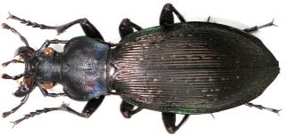 26.  Carabidae - Carabus (apotomopterus) Mecynodes Mecynodes.  Female