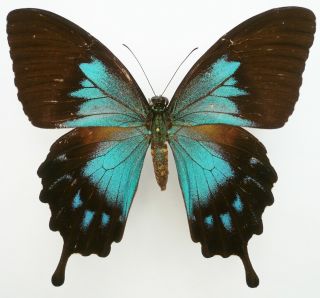 Papilio Ulysses Telegonus Female From Bacan Isl (repaired)
