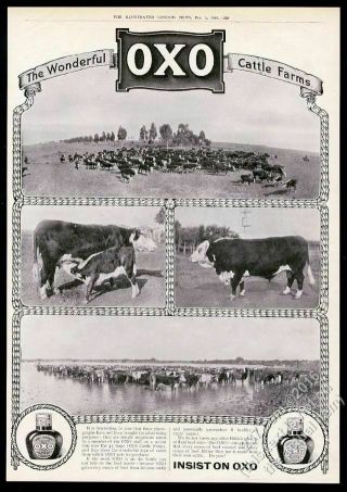 1910 Cow Bull Cattle Herd 4 Photo Oxo Beef Food Big Uk Vintage Print Ad