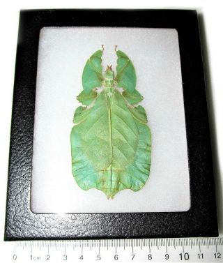 Real Leaf Mimic Phyllium Pulchrifolium Female Framed Insect
