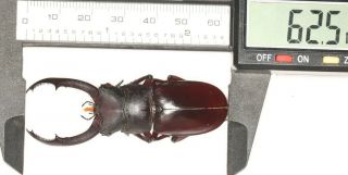 Lucanidae Hexarthrius Sp.  West Yunnan 62.  5mm