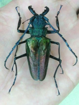 Coleoptera Psalidognathus Superbus 54mm Male Nº 138 From Peru