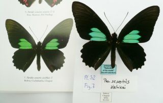Parides Sesostris Zischkai Male From Bolivia (pictured In Butterflies Of The Wo