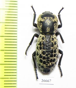Zopheridae,  Zopherus Sp. ,  Mexico A2