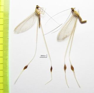 Neuroptera,  Nemopteridae Sp. ,  Iri,  Sistan & Baluchestan Prov.