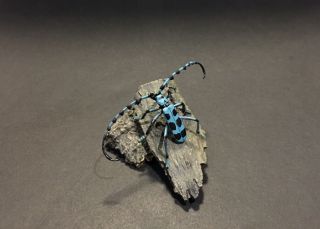 Rare Yujin Kaiyodo Rosalia Batesi Harold Beetle Insect Pvc Figure Model