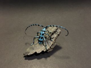 Rare Yujin Kaiyodo Rosalia Batesi Harold Beetle Insect PVC Figure Model 2