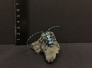 Rare Yujin Kaiyodo Rosalia Batesi Harold Beetle Insect PVC Figure Model 3