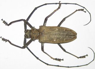 Cerambycidae Batocera Inconspicua Male A1 64mm (solomons Islands)