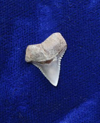 Rare Carcharhinus Amboinensis Fossil Pigeye Shark Tooth Indonesia