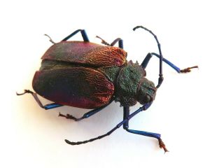 Cerambycidae/prioninae Hileolaspis Sp.  Ucayali - Peru.  2