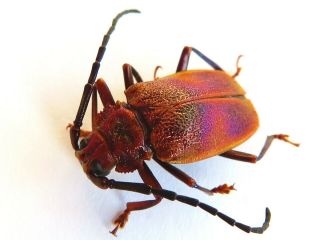 Cerambycidae/prioninae Hileolaspis Sp.  Ucayali - Peru.  3