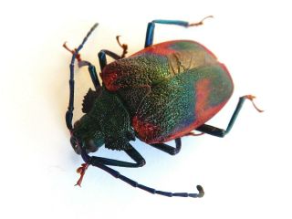 Cerambycidae/prioninae Hileolaspis Sp.  Ucayali - Peru.  5