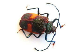 Cerambycidae/prioninae Hileolaspis Sp.  Ucayali - Peru.