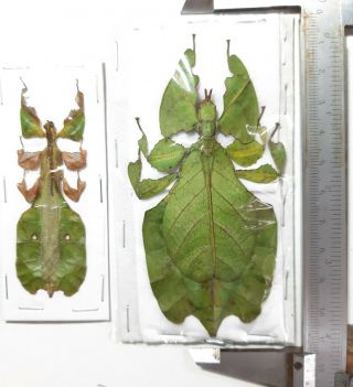 Rare Leaf Insect : Phyllium Pulchrifolium 1 Pair,  Java,  Indonesia