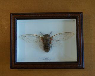 Shadow Box Framed Large Cicale Pomponia Imporator Cicada