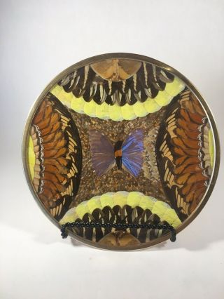 Vintage Butterfly Wing Art Plate Wall Hanging Tray