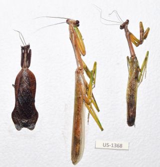 Mantidae - Colection/ Prioninae Sp.  Cozumel Island Mexico Rare Us - 1368