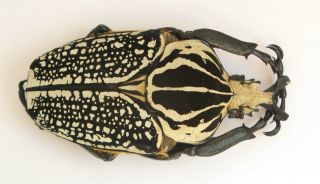 Goliathus Orientalis Male 86mm (cetoniinae)