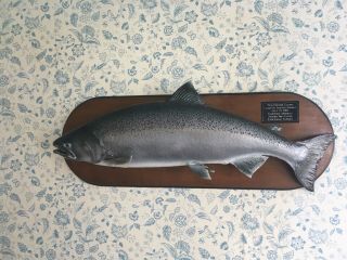 Real Skin Mount Lake Trout Chinook Salmon Steelhead Fish Taxidermy 39” 25lbs Vtg