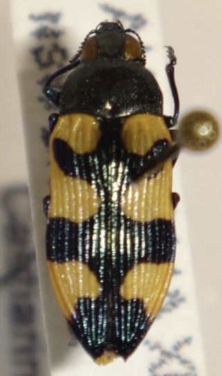 Rare Castiarina Imitator Australia 015 Jewel Beetle Buprestid Calodema
