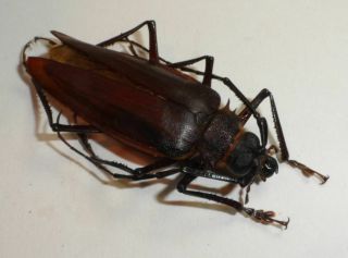 Cerambycidae,  Prioninae,  Braderochus Levouthurieri Male (very Rare)