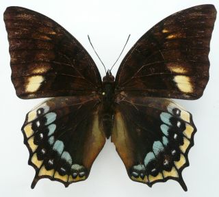 CHARAXES EURIALUS FEMALE FROM CERAM ISL 2