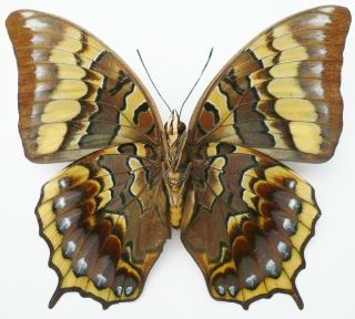 CHARAXES EURIALUS FEMALE FROM CERAM ISL 3