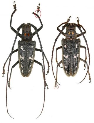 Insect Beetles Cerambycidae Batocera Humeridens 57,  54 Mm Pantar Is