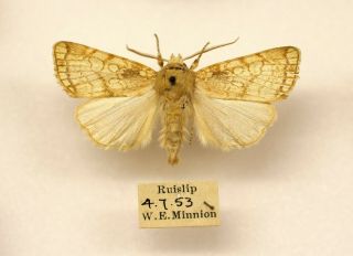 A Rare Example Of The Heart Moth From Ruislip 1953 By W.  E.  Minnion