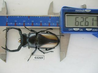 63269 Unmouted Insects: Lucanidae,  Rhaetulus Crenatus.  Vietnam N.  62mm