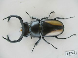 63269 Unmouted insects: Lucanidae,  Rhaetulus crenatus.  Vietnam N.  62mm 2