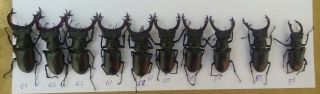 Coleoptera Lucanidae Lucanus Cervus A1/ 10 Piece/64 - 55mm / Ukraina