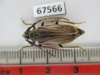 67566 Cerambycidae Sp.  Vietnam.  Lai Chau
