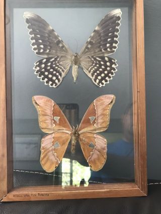 Wooden Framed Moths Thysania Agrippina And Attacus Moth